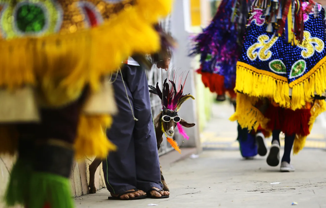 Photo wallpaper carnival, Brazil, goat, Nazaré da Mata