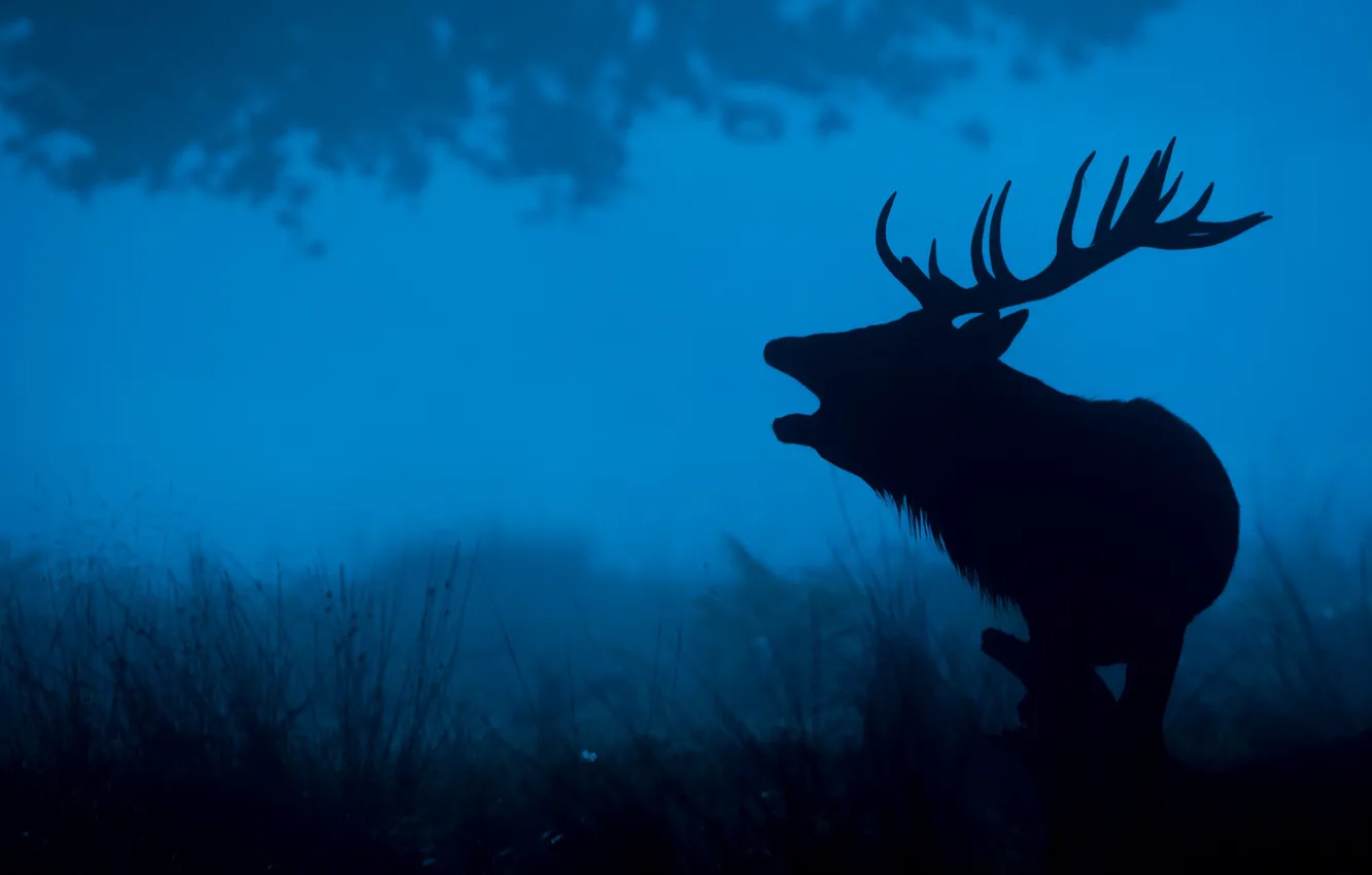 Photo wallpaper night, nature, deer, silhouette, horns