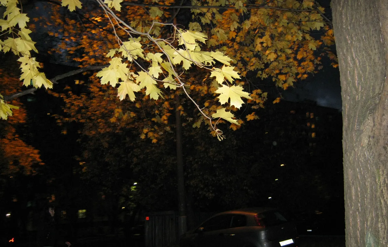 Photo wallpaper autumn, light, trees, night, branches, the city, the wind, yellow leaves