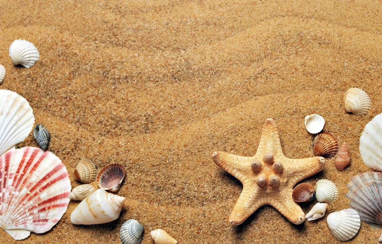 Photo wallpaper sand, sea, nature, shell, starfish, sea
