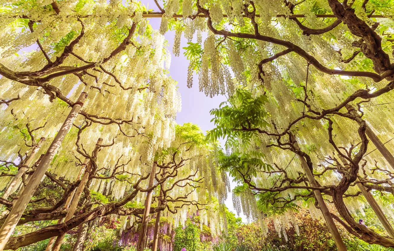 Photo wallpaper flowers, nature, Wisteria, Wisteria