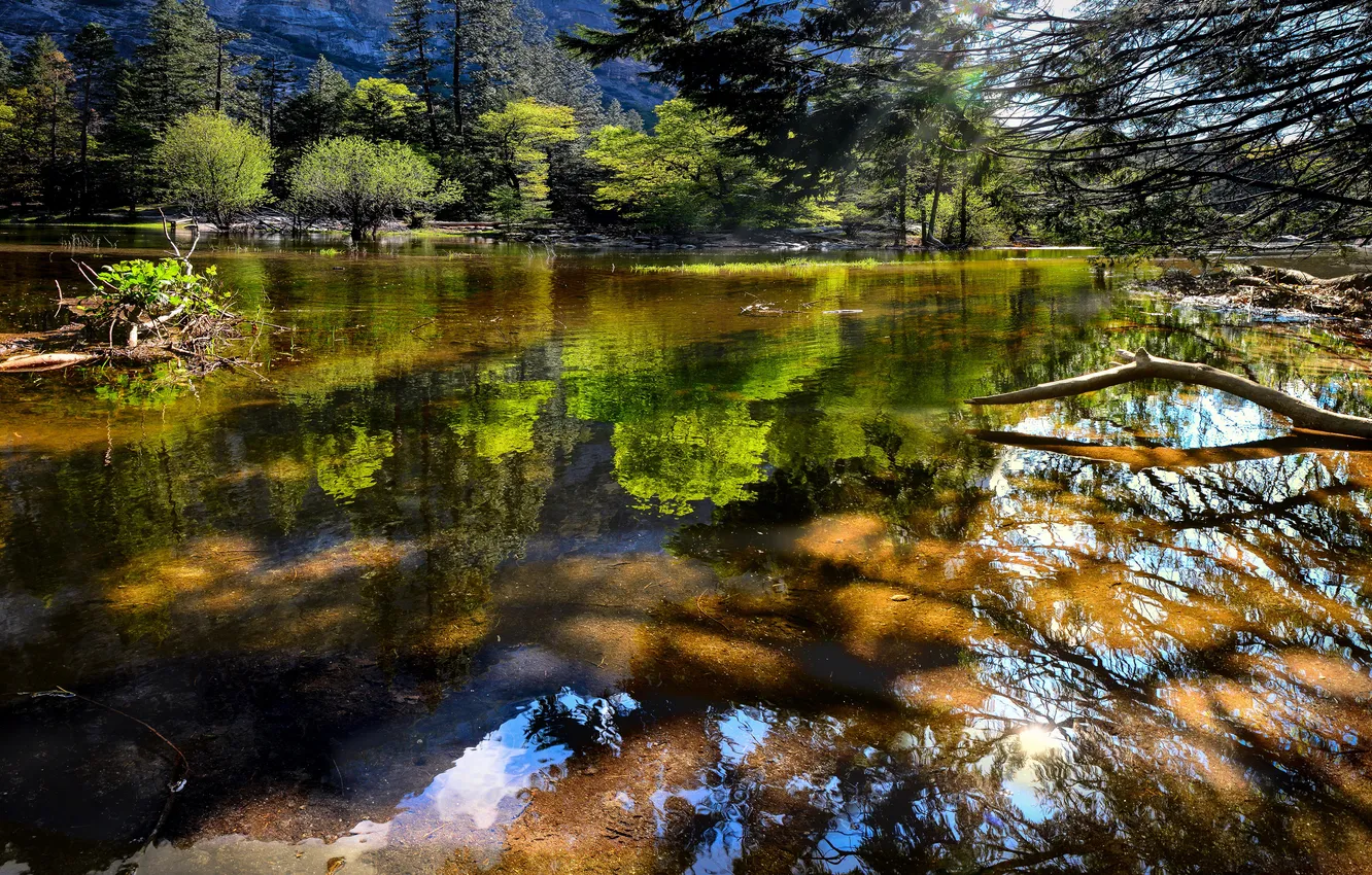 Photo wallpaper greens, forest, summer, light, trees, branches, nature, lake