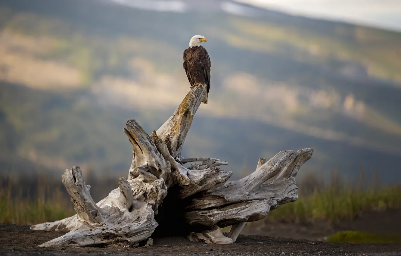 Photo wallpaper mountains, nature, bird, stump, snag, bald eagle