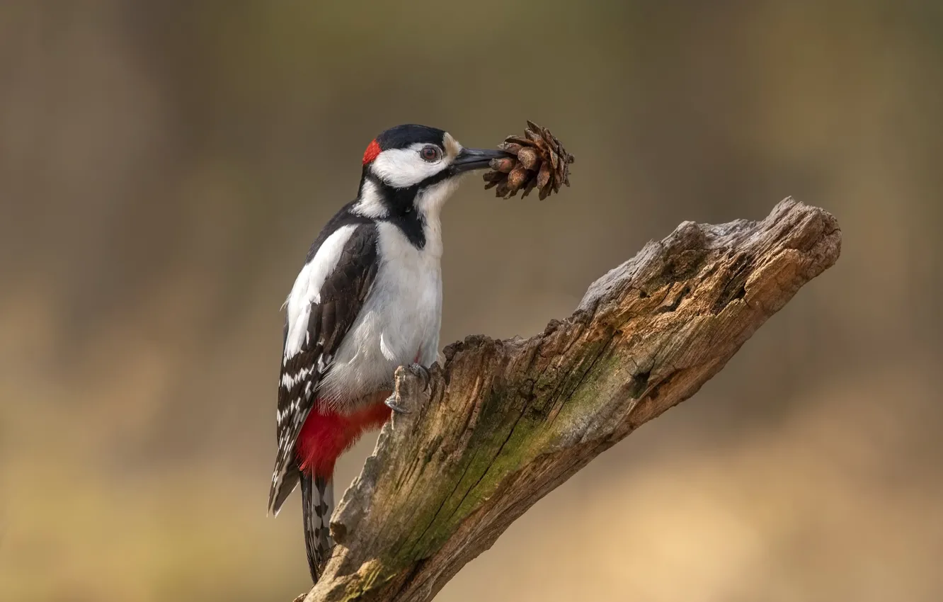 Photo wallpaper bird, woodpecker, bumps