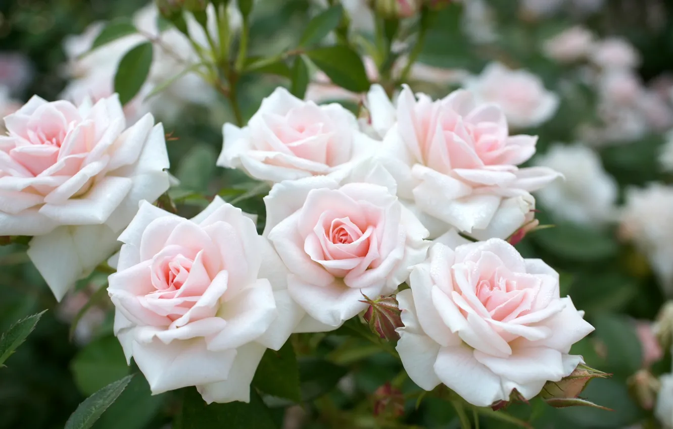 Photo wallpaper tenderness, roses, buds
