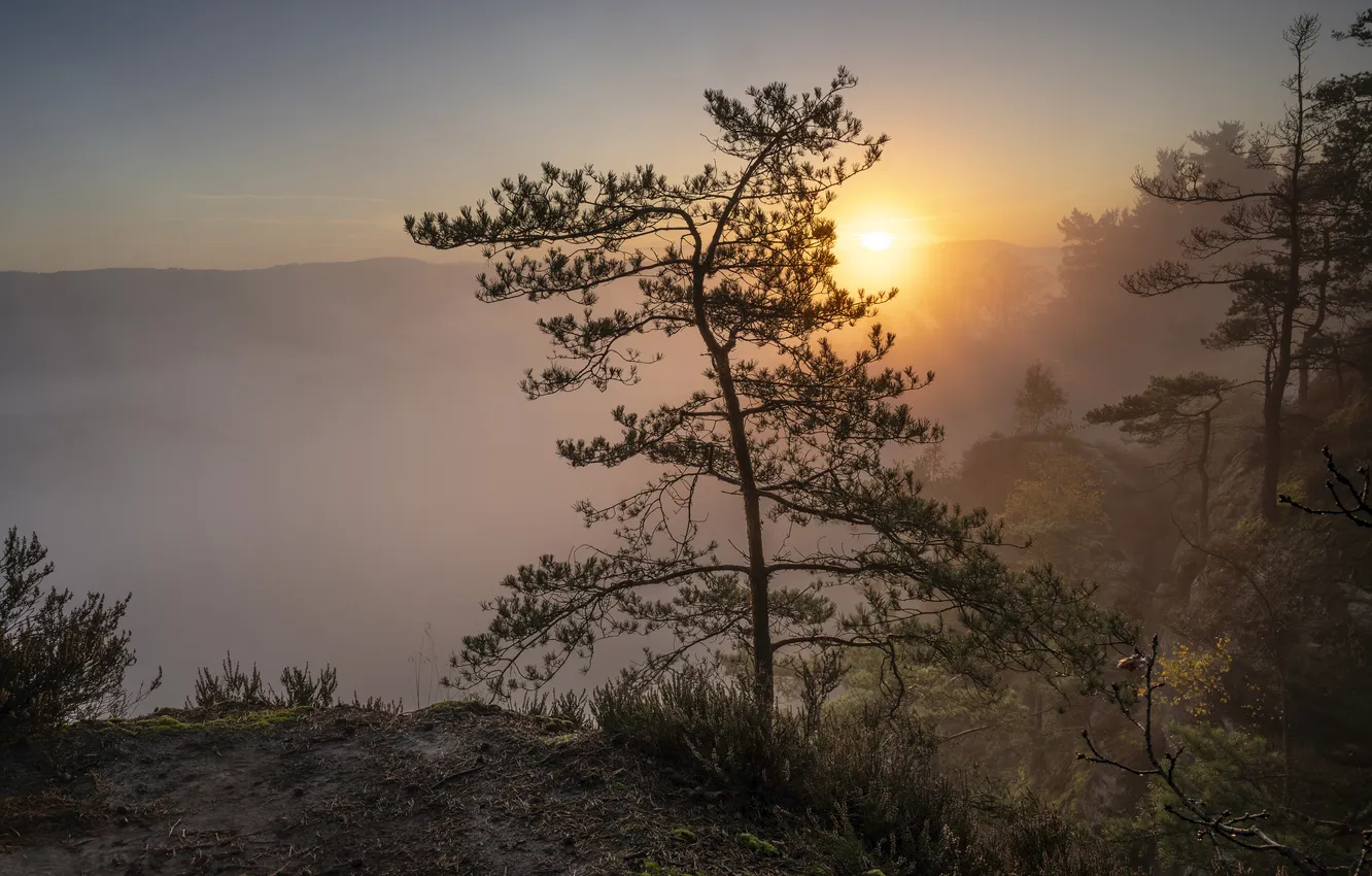Photo wallpaper trees, morning, height, mountains, fog, the sun, pine