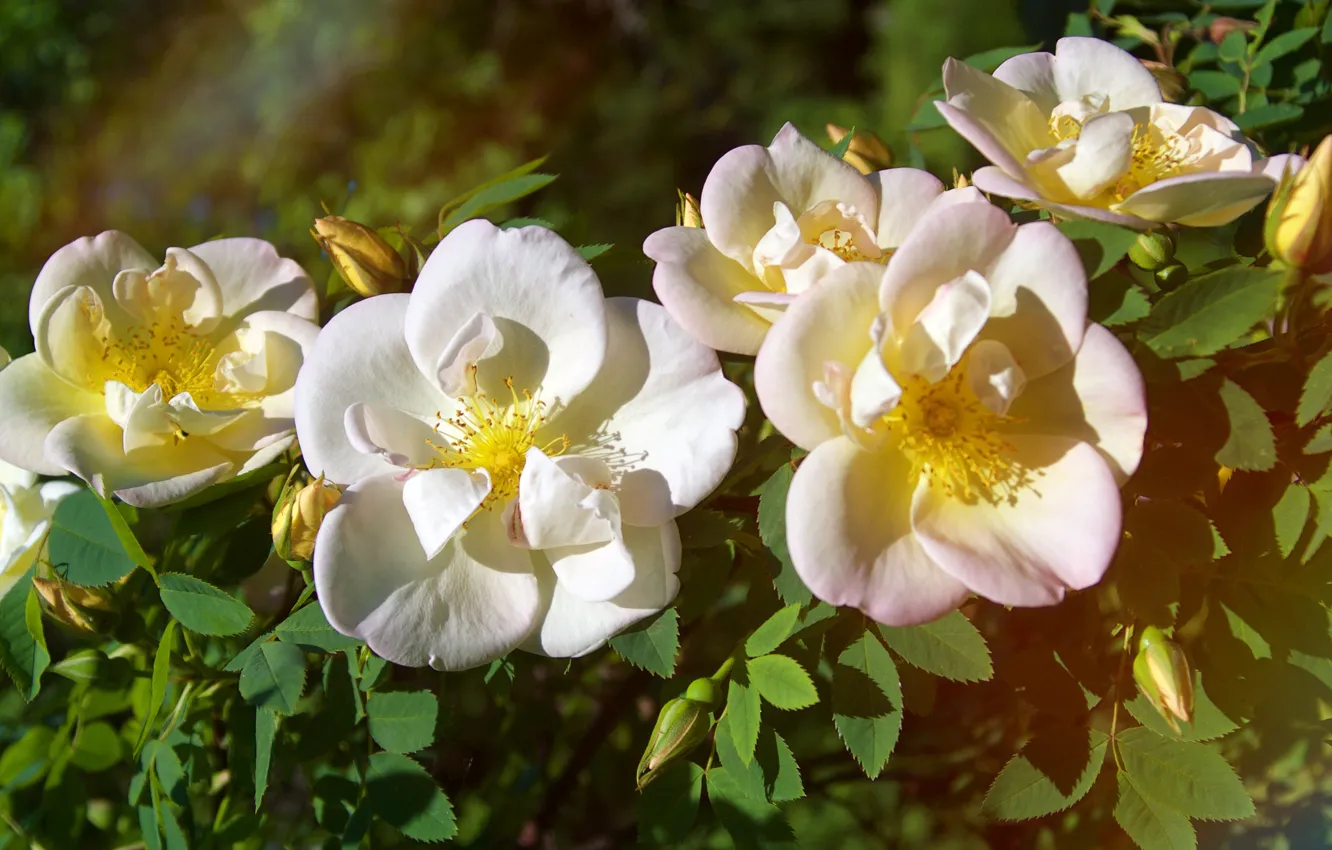 Photo wallpaper flowers, branches, blur, spring, briar, white, flowering, bokeh