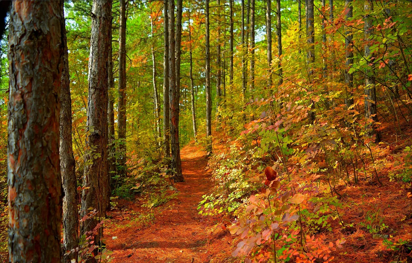 Photo wallpaper forest, trees, foliage, colors, forest, path, autumn, leaves