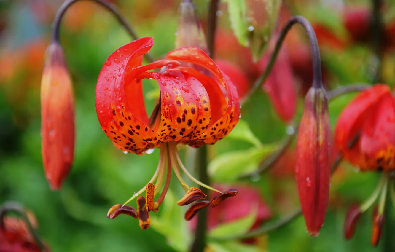 Photo wallpaper drops, flowers, Rosa, petals, exotic