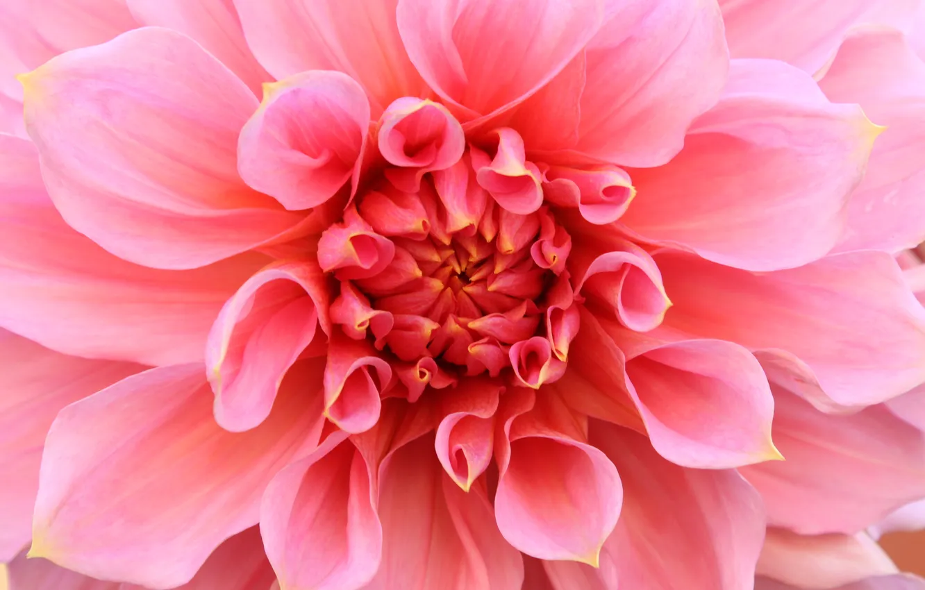 Photo wallpaper flower, pink, Dahlia