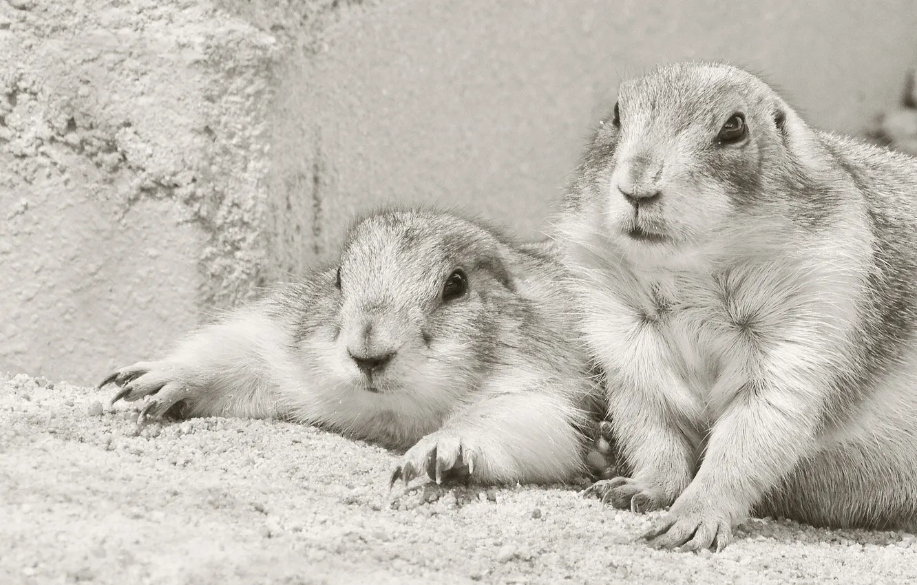 Photo wallpaper black and white, a couple, rodent, Prairie dogs