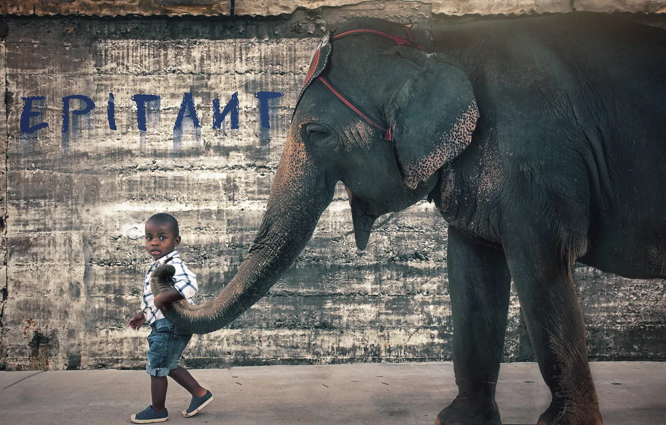 Photo wallpaper elephant, the situation, boy