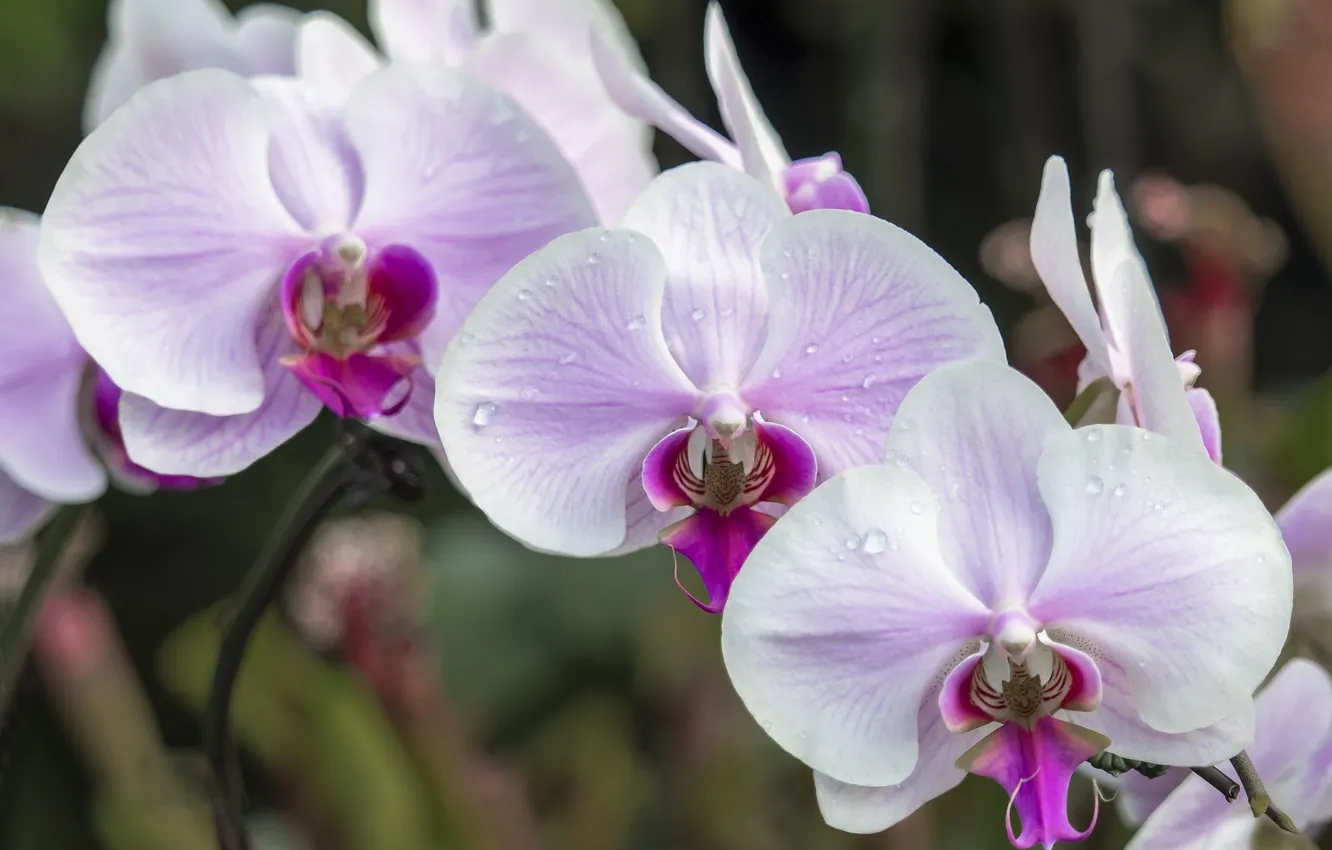 Photo wallpaper macro, tenderness, pink, Orchid