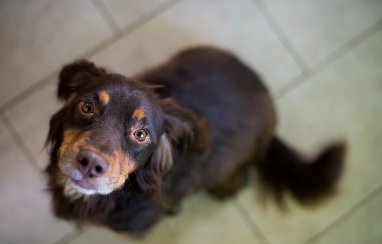 Photo wallpaper look, each, dog