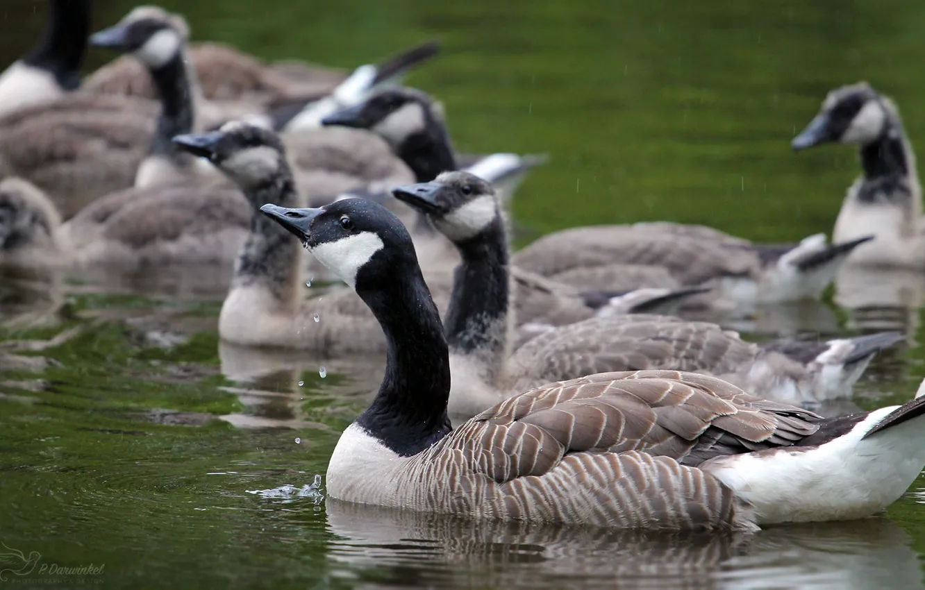 Photo wallpaper nature, bird, pack, a lot, the wild geese