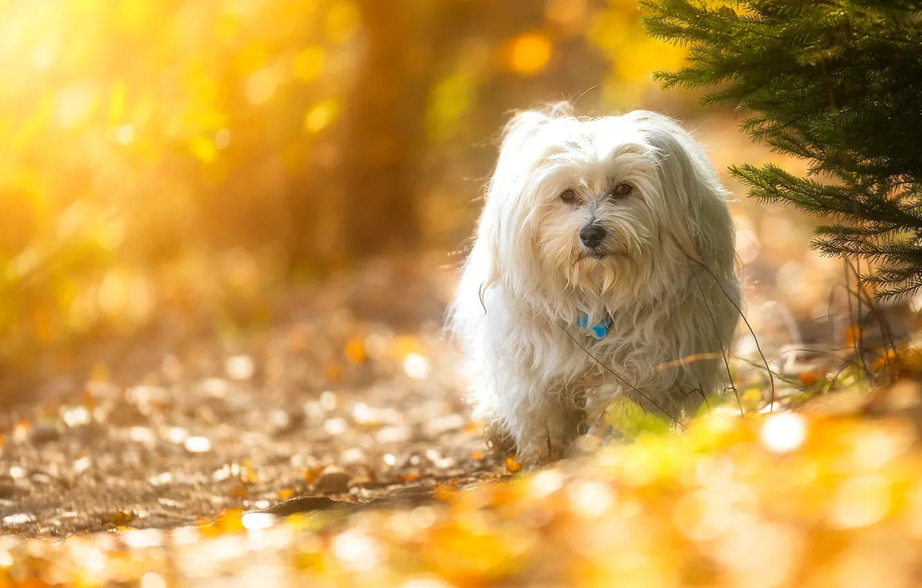 Photo wallpaper look, branches, dog, bokeh, The Havanese