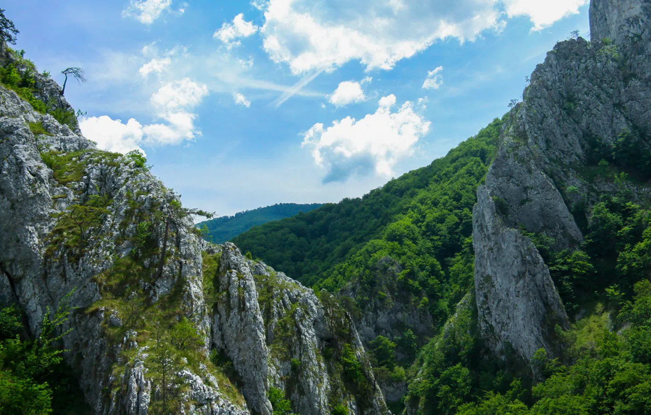 Photo wallpaper forest, the sky, clouds, trees, mountains