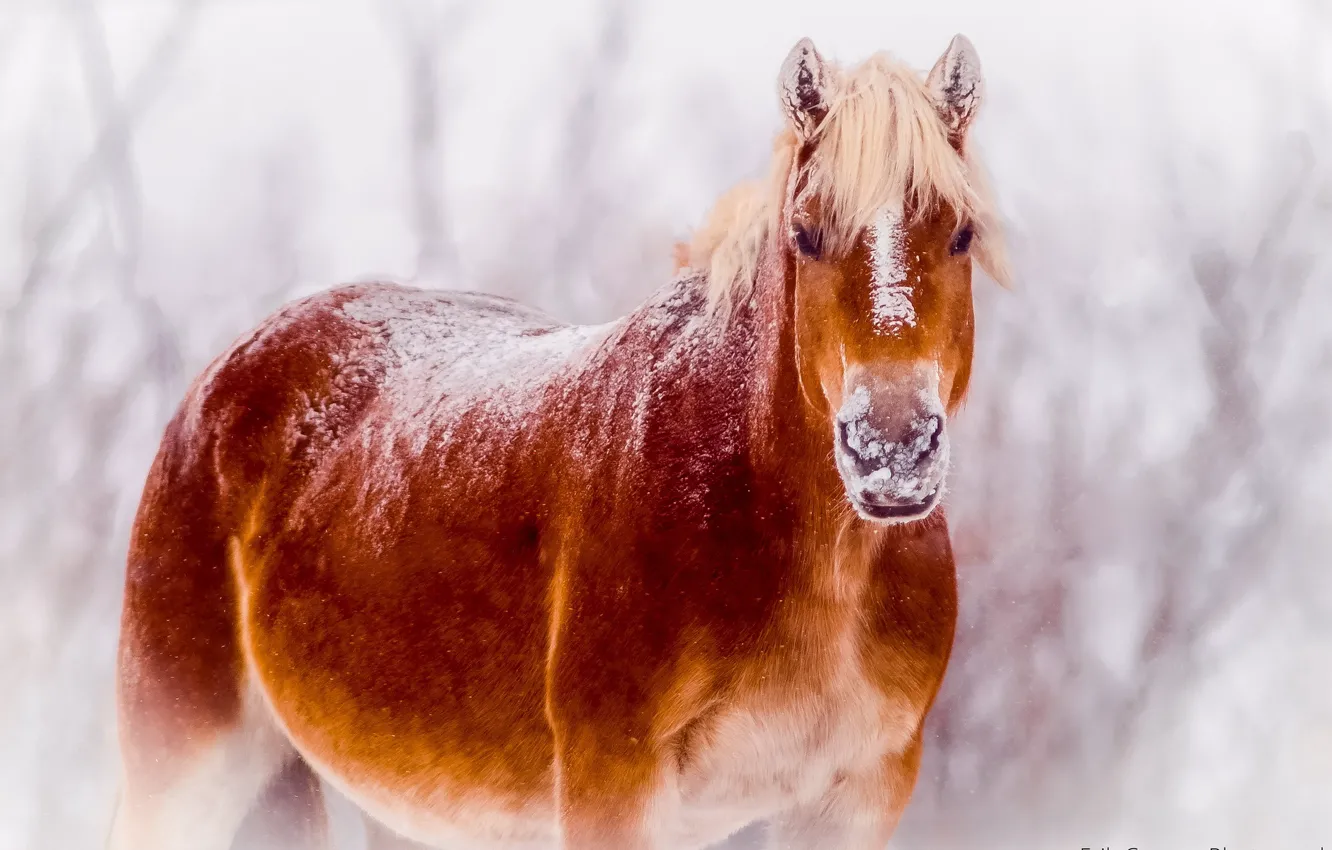 Photo wallpaper snow, nature, horse