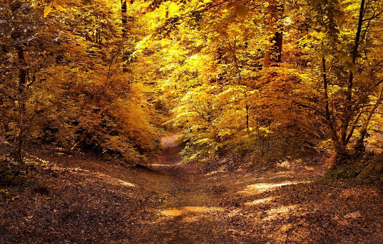 Photo wallpaper autumn, forest, leaves, the sun, trees, yellow, path