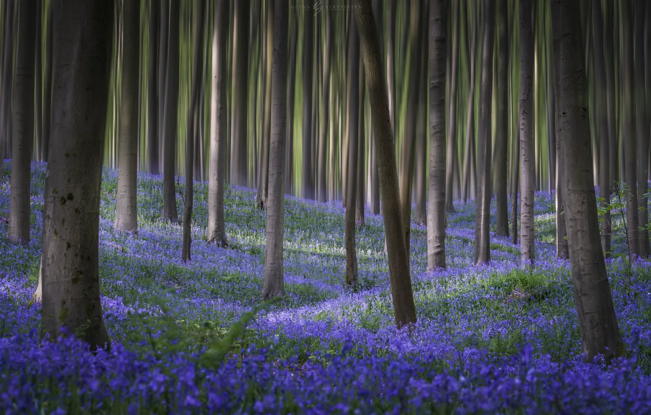 Photo wallpaper forest, flowers, spring