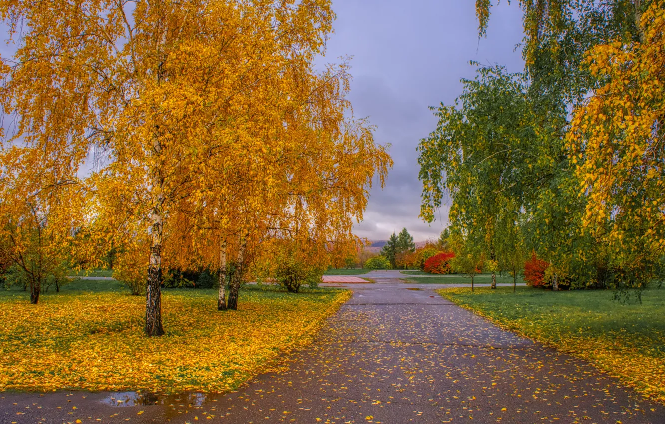Photo wallpaper nature, park, autumn, alley
