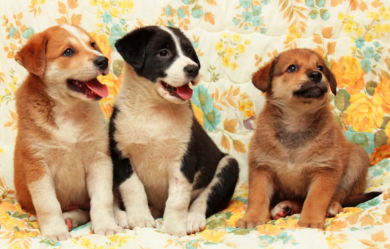 Photo wallpaper dogs, puppies, photoshoot, Trinity, Wallpaper from lolita777, boys