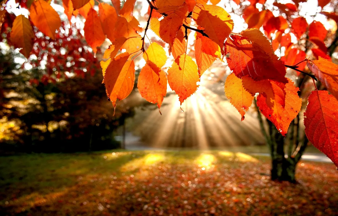 Photo wallpaper autumn, leaves, rays, trees