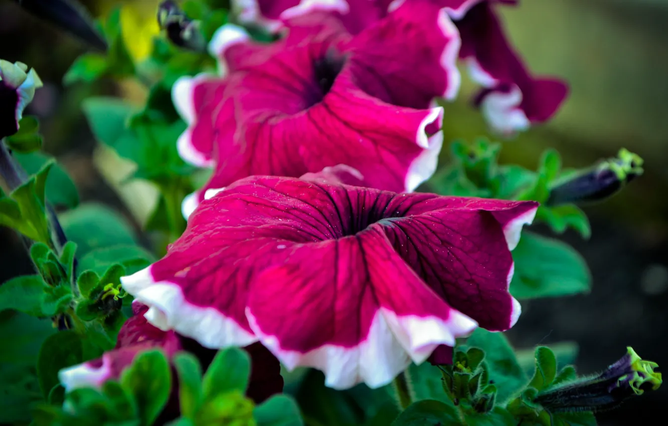 Photo wallpaper landscape, flowers, beautiful, live