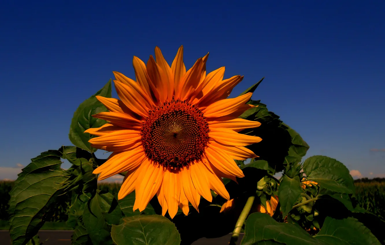 Photo wallpaper flower, Sunflower, sunflower