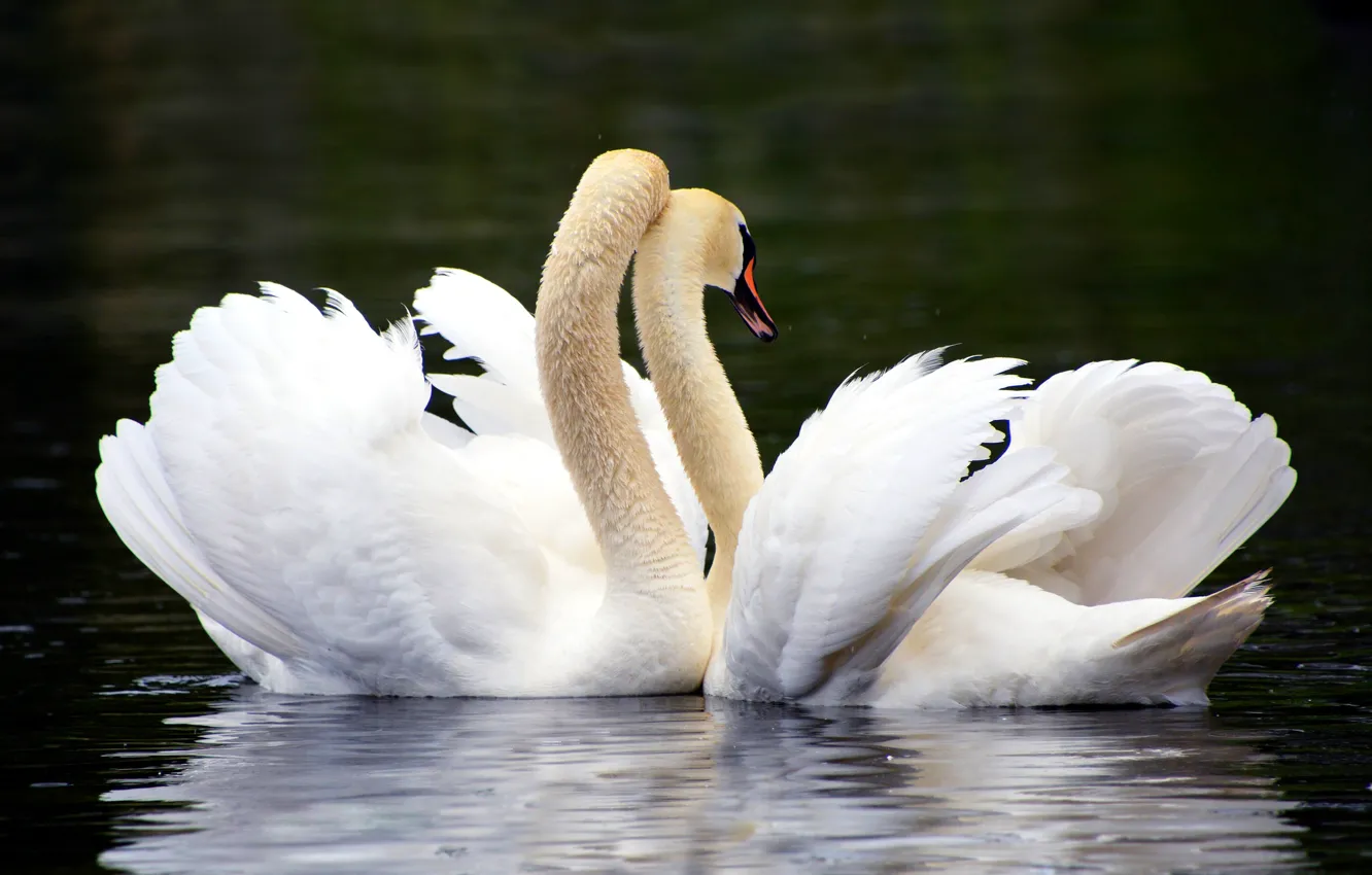 Photo wallpaper water, love, lake, pond, the dark background, bird, tenderness, two