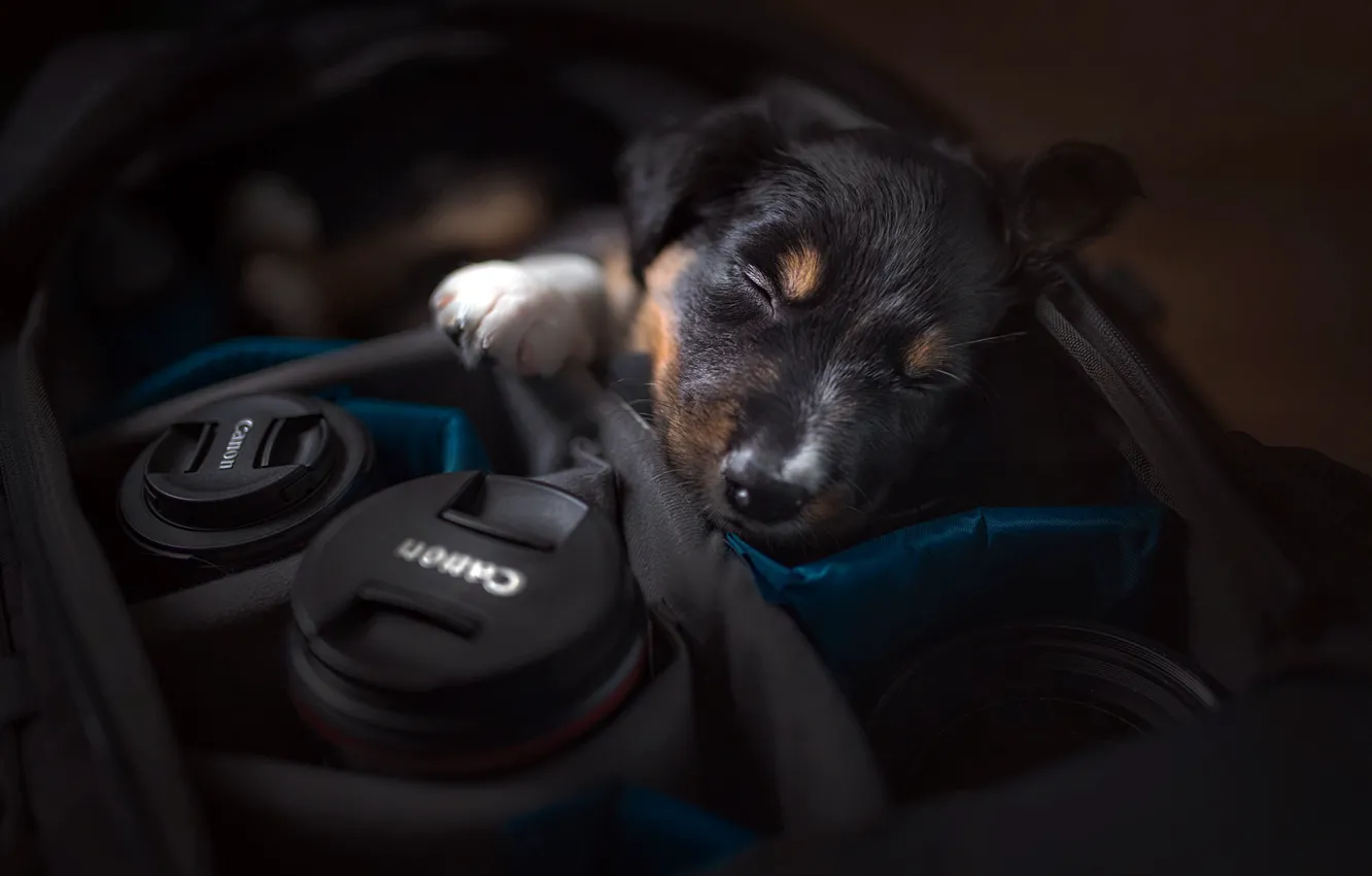 Photo wallpaper dog, camera, puppy