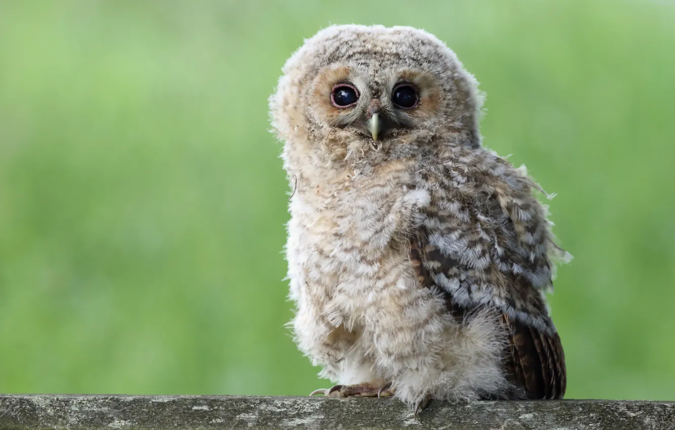 Photo wallpaper look, grey, owl, bird, Board, eyes, baby, Chicks