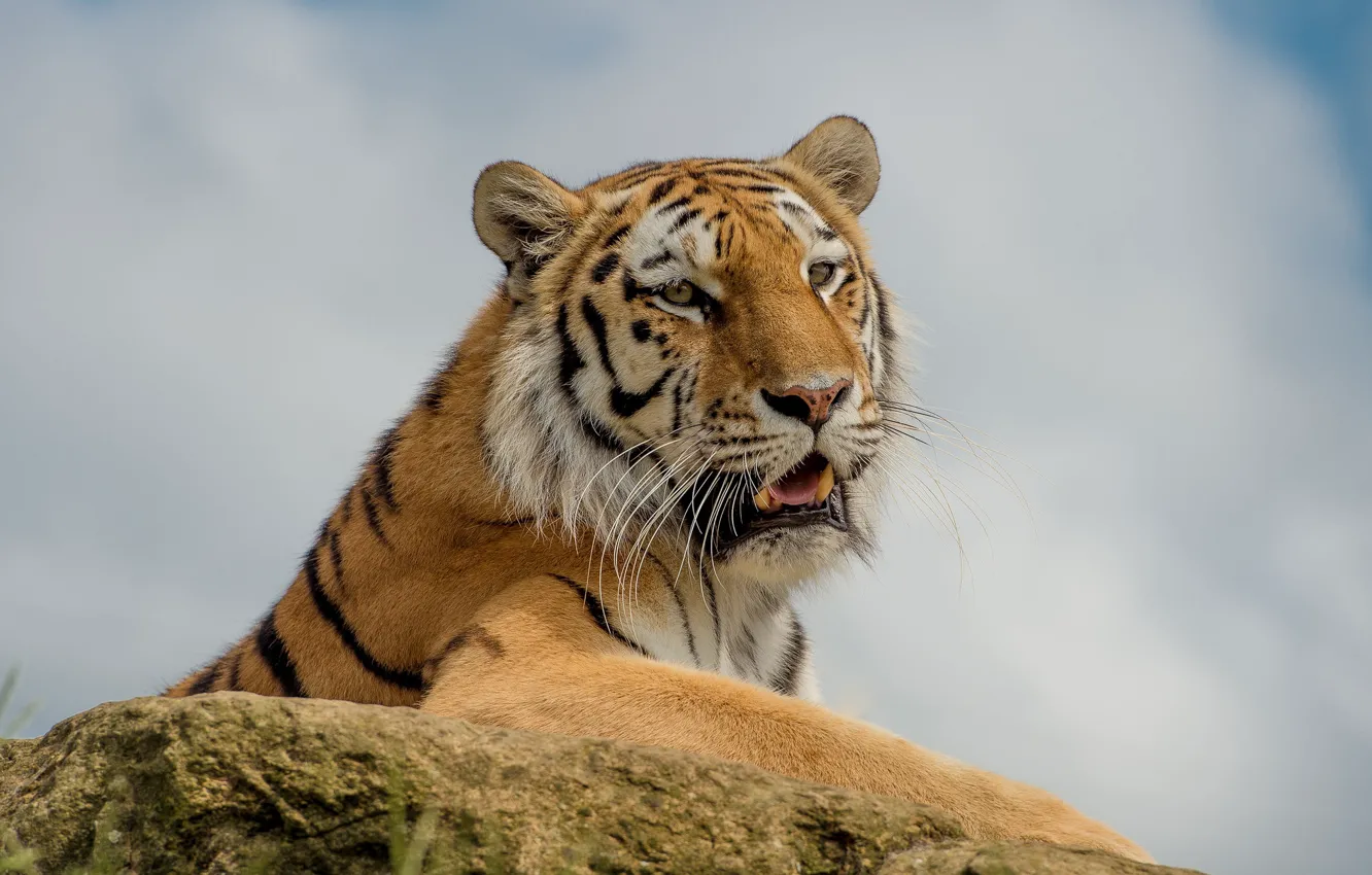 Photo wallpaper tiger, wild cat, handsome