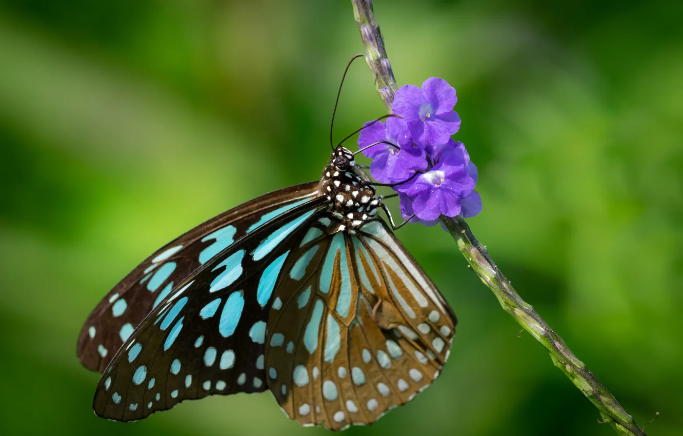 Photo wallpaper flower, butterfly, byak-byak