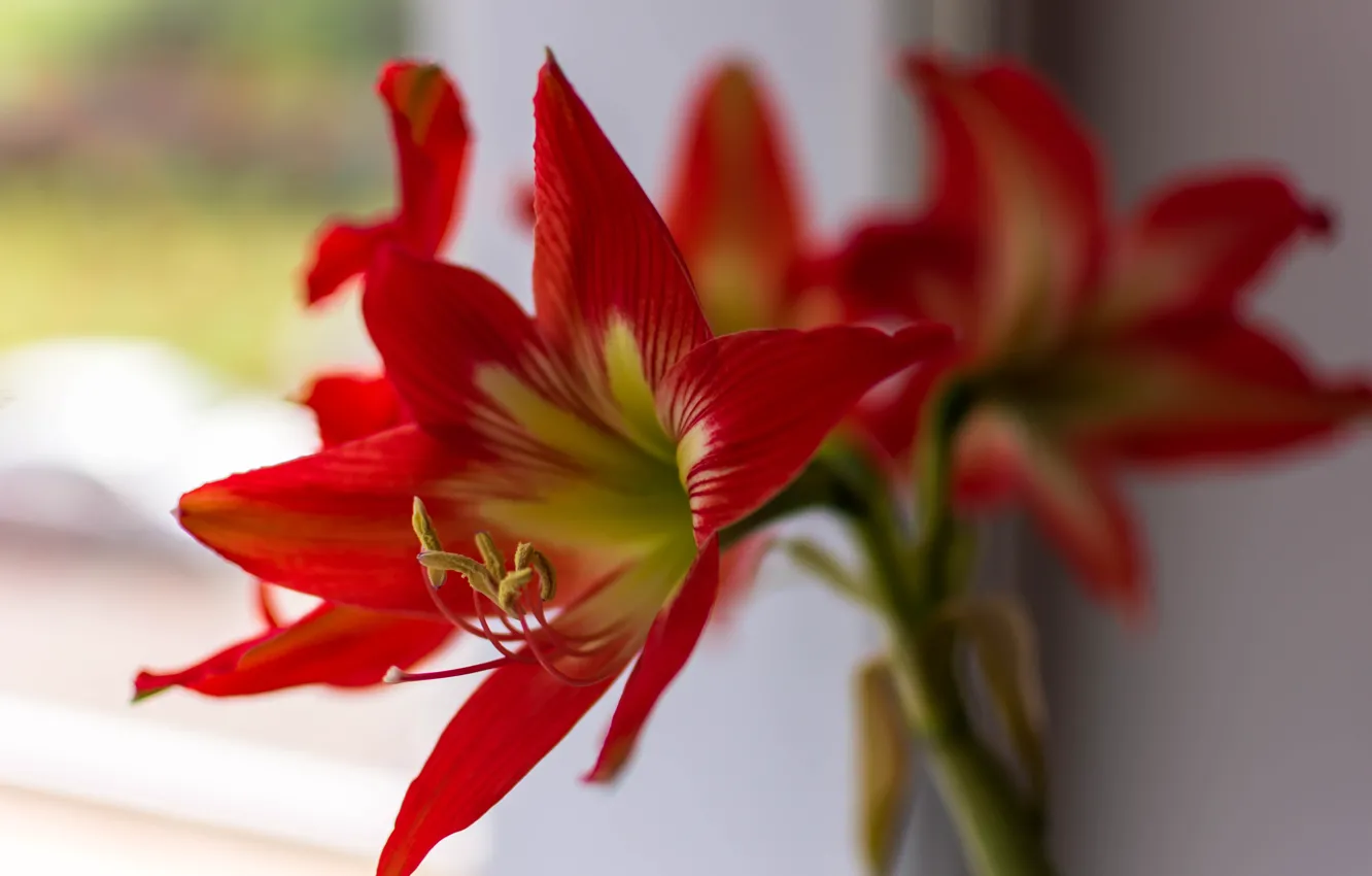 Photo wallpaper flowers, red, red, flower, bokeh, bloom