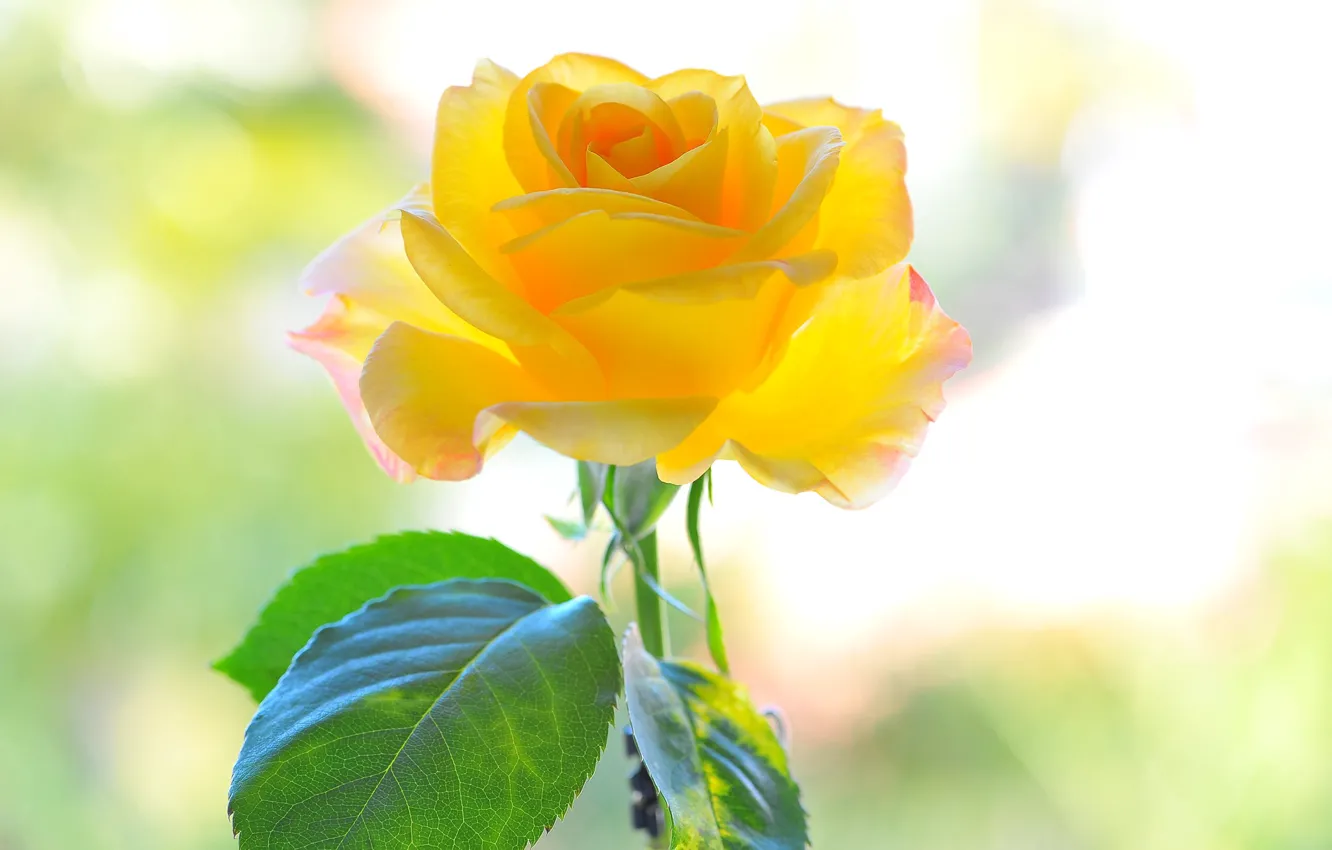 Photo wallpaper flower, yellow, background, rose, petals