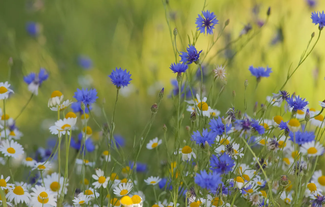 Photo wallpaper flowers, chamomile, field, cornflowers