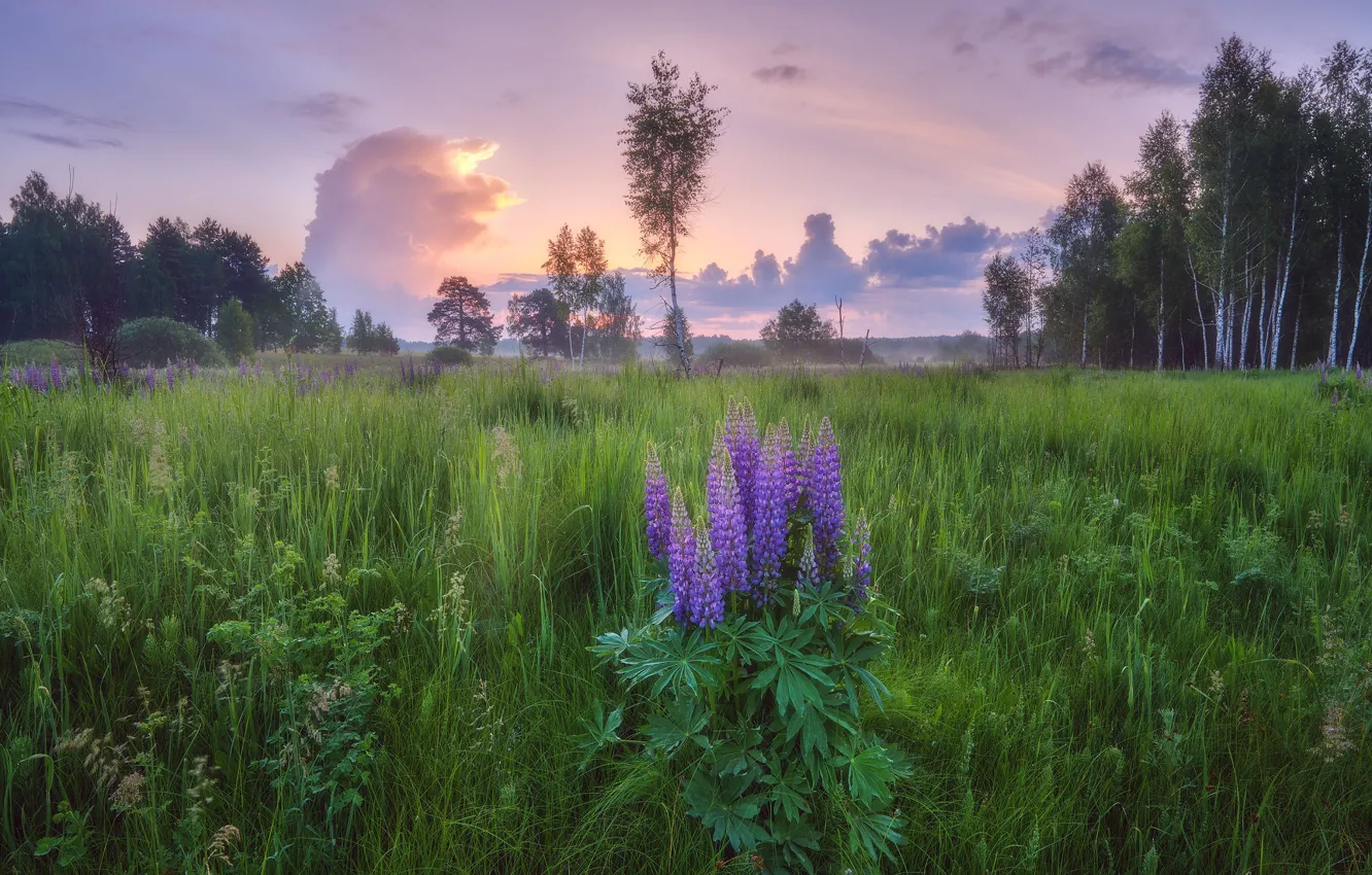 Photo wallpaper forest, morning, lupins