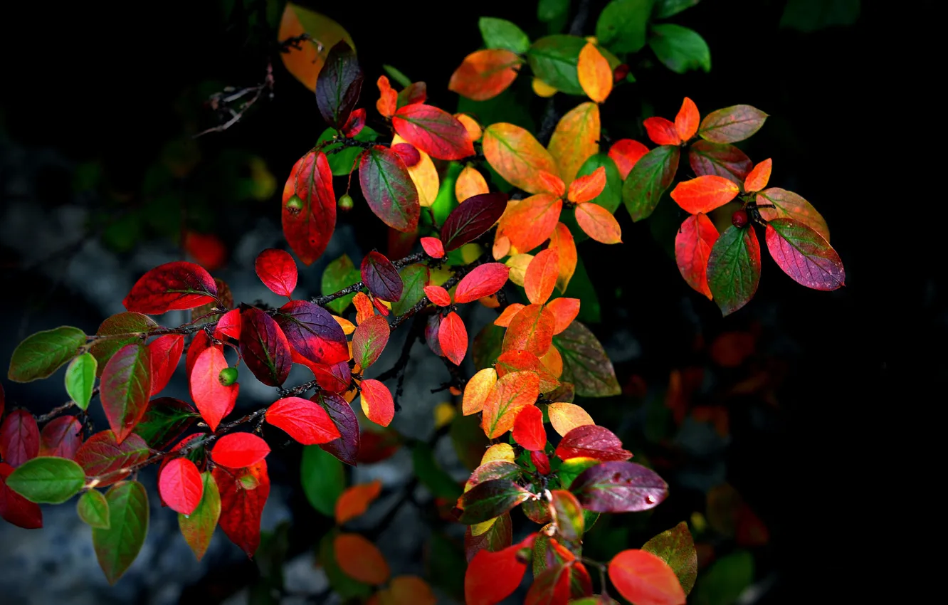 Photo wallpaper autumn, leaves, branches, background, Bush