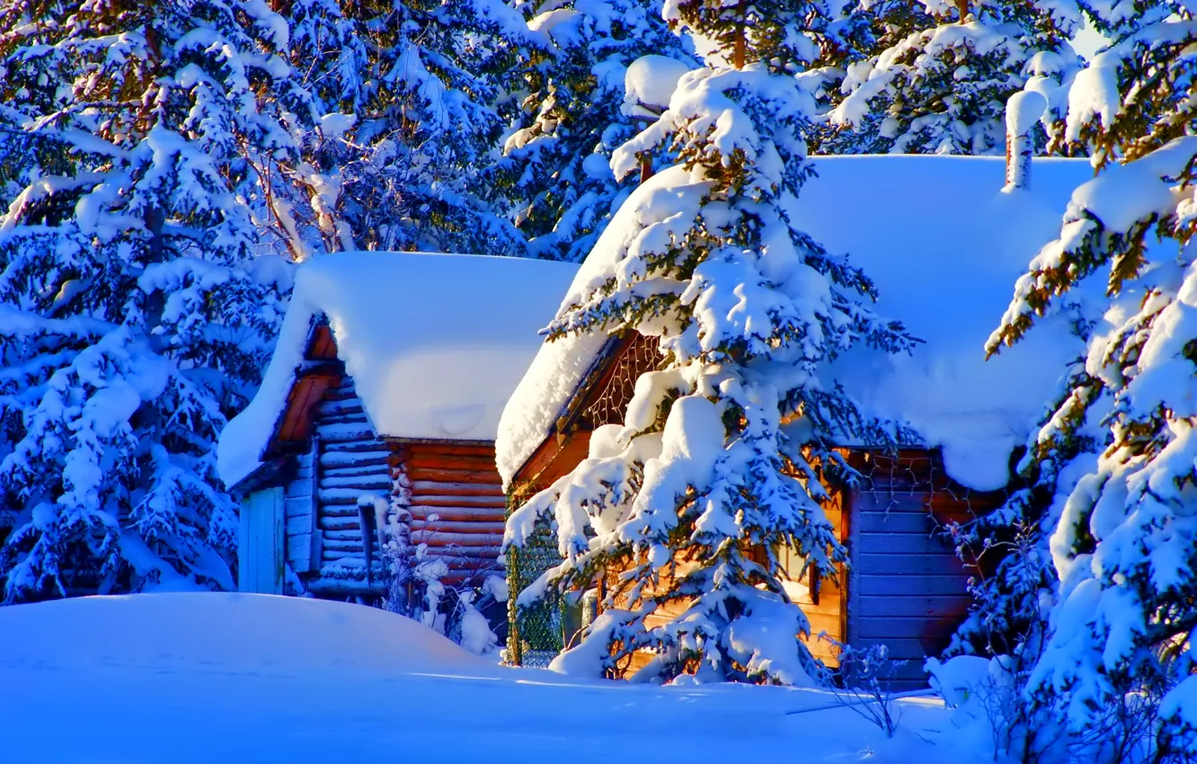 Photo wallpaper winter, snow, nature, photo, home, spruce
