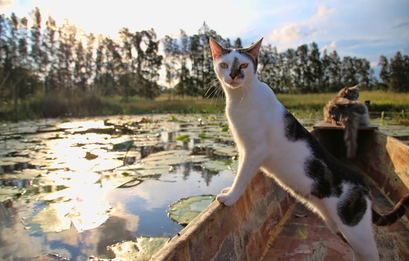 Photo wallpaper cat, cat, look, boat