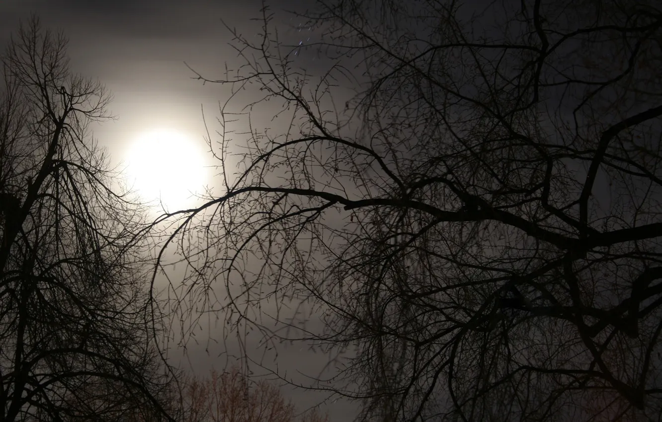 Photo wallpaper the sky, trees, branches, nature, fog, branch, the moon, Autumn