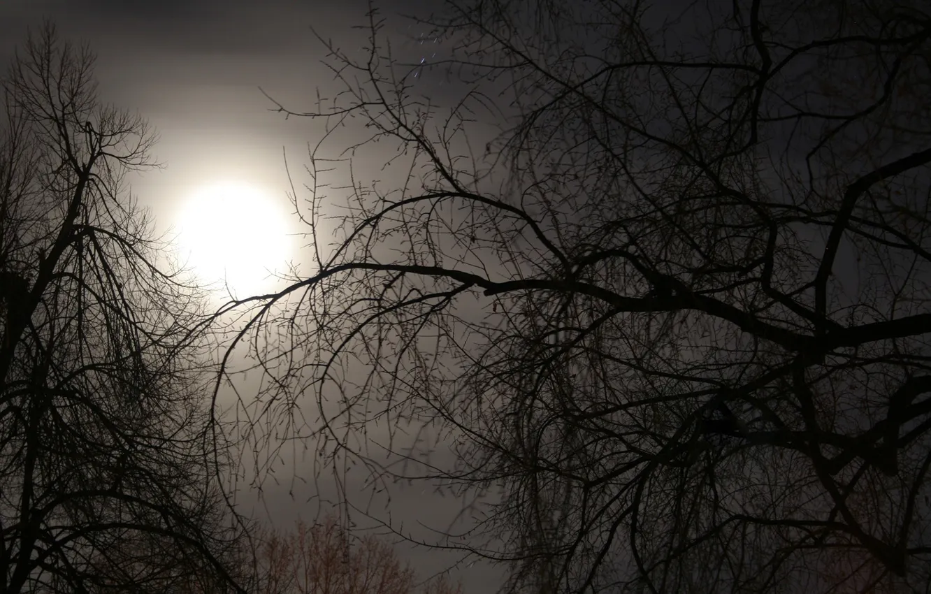 Photo wallpaper autumn, the sky, trees, branches, nature, fog, branch, the moon
