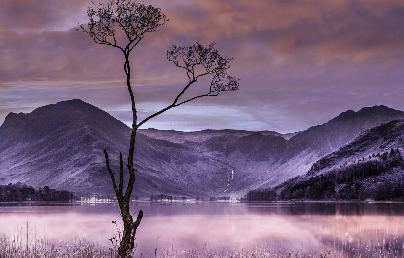 Photo wallpaper mountains, night, lake, tree