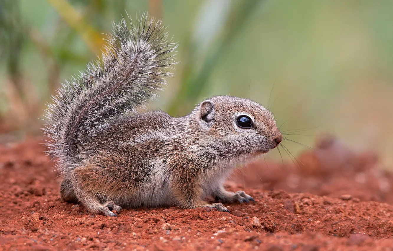 Photo wallpaper look, baby, muzzle, Chipmunk, cub, ponytail, the ground, the Chipmunk