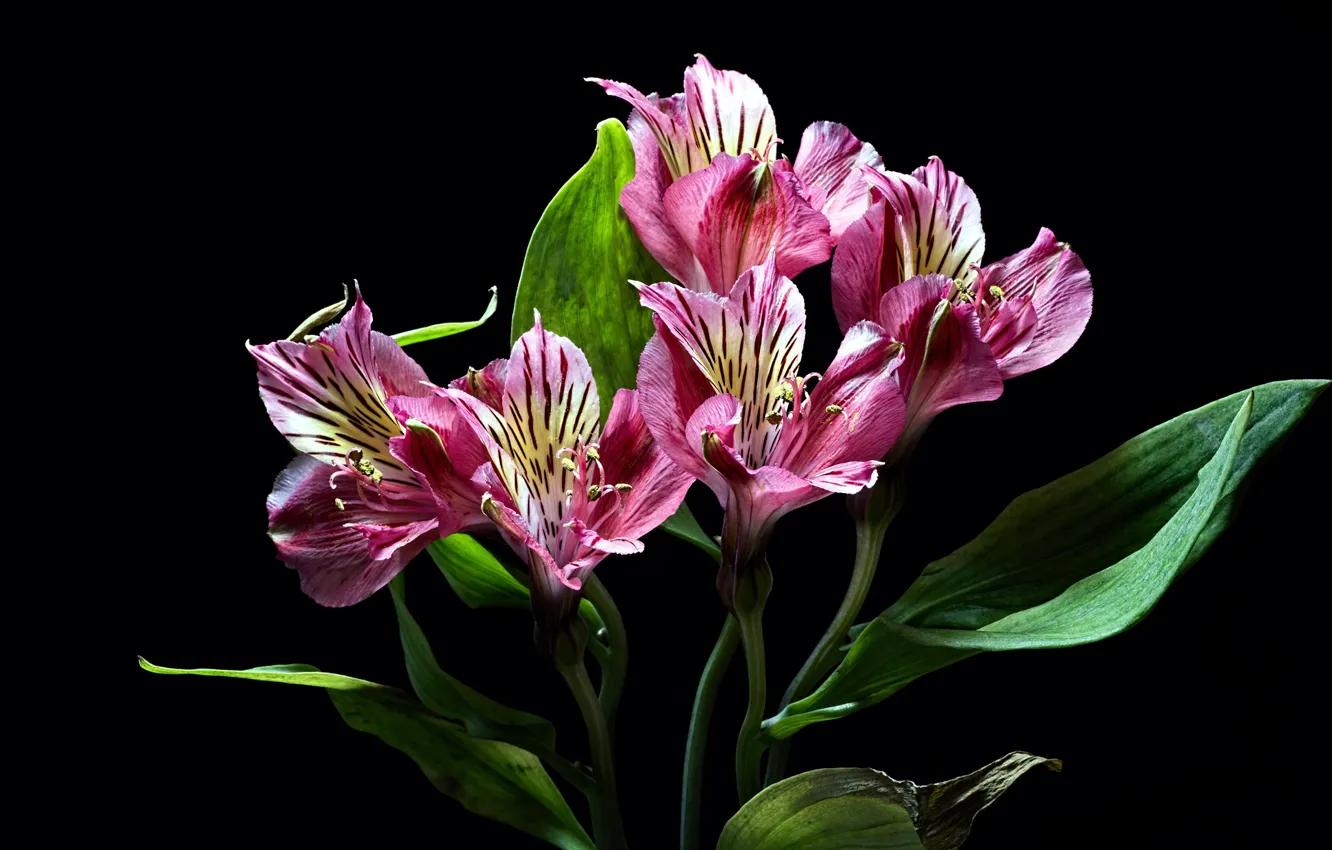 Photo wallpaper flowers, pink, black background