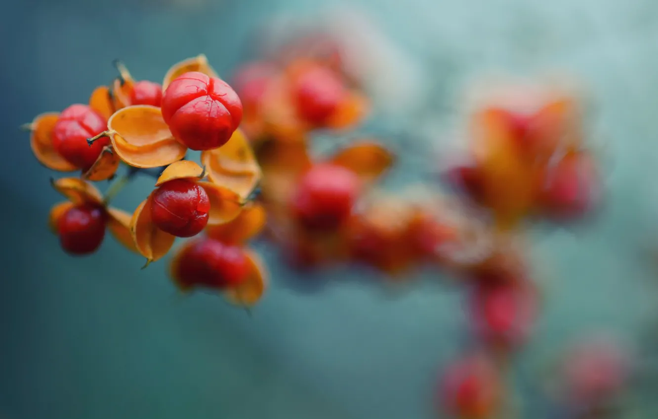 Photo wallpaper autumn, branches, Colourful Autumn