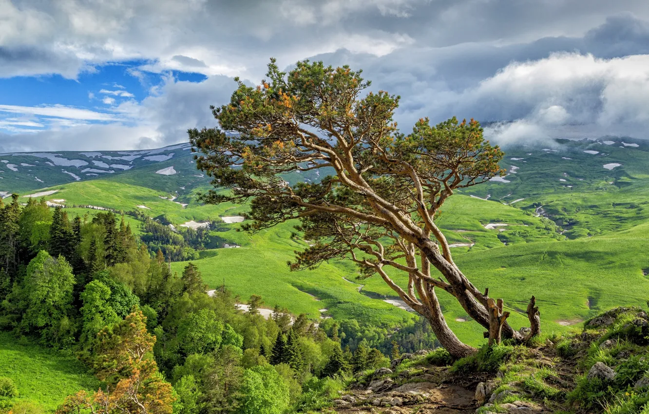 Photo wallpaper greens, field, the sky, clouds, snow, trees, mountains, hills