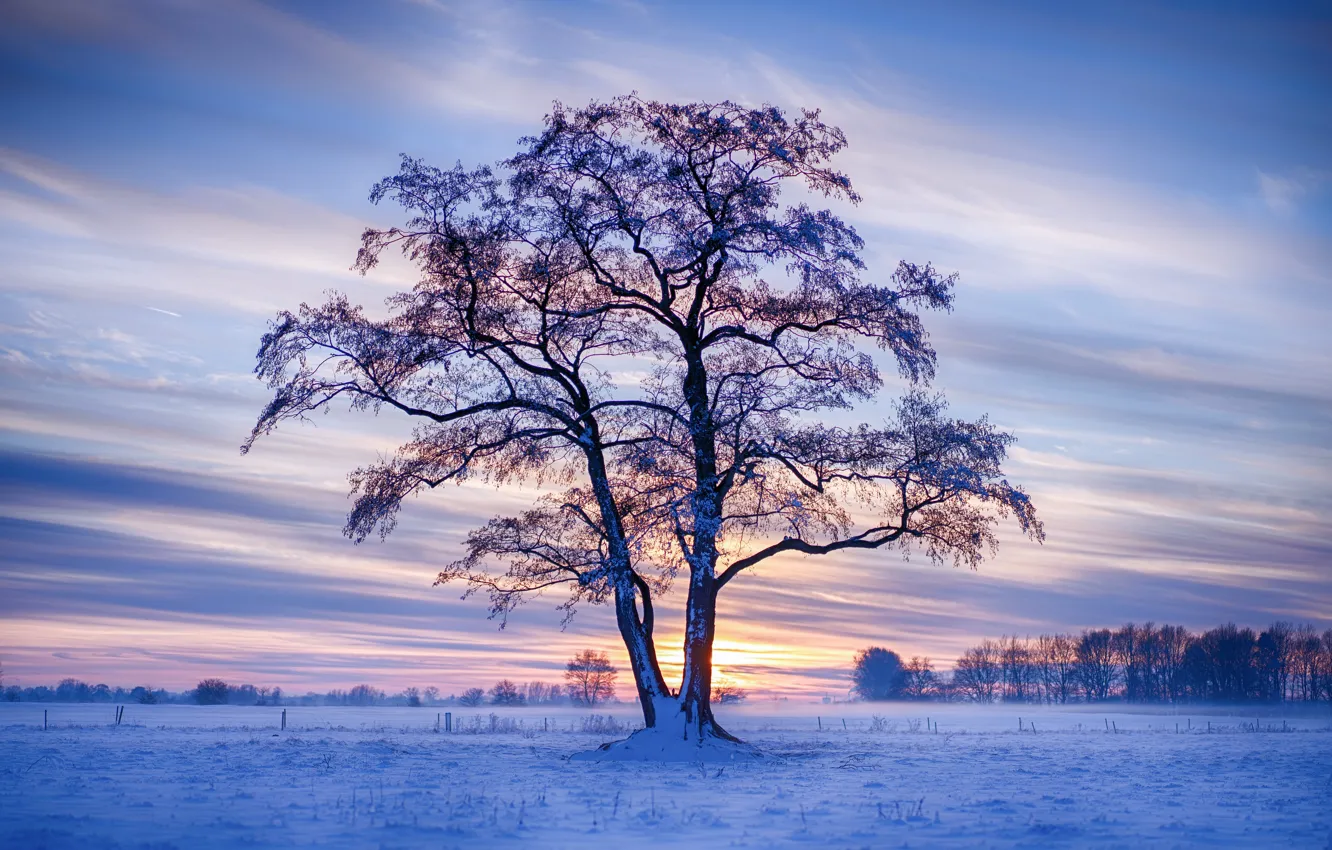 Photo wallpaper winter, field, the sky, snow, trees, sunset, tree, Germany