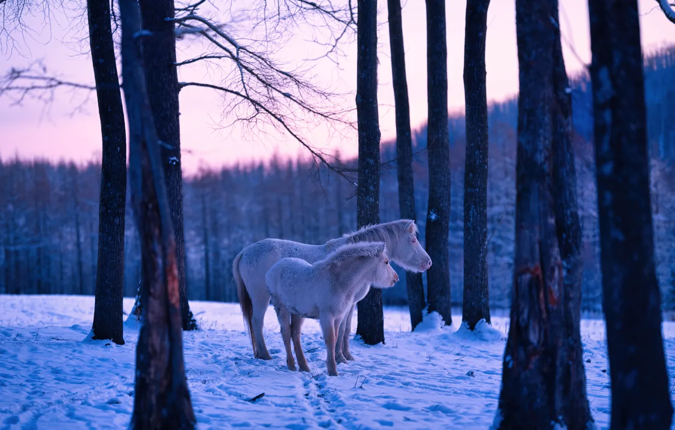 Photo wallpaper snow, trees, horse, horse